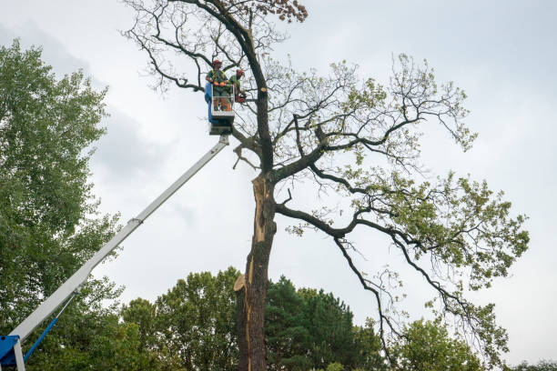 How Our Tree Care Process Works  in  Carthage, TN